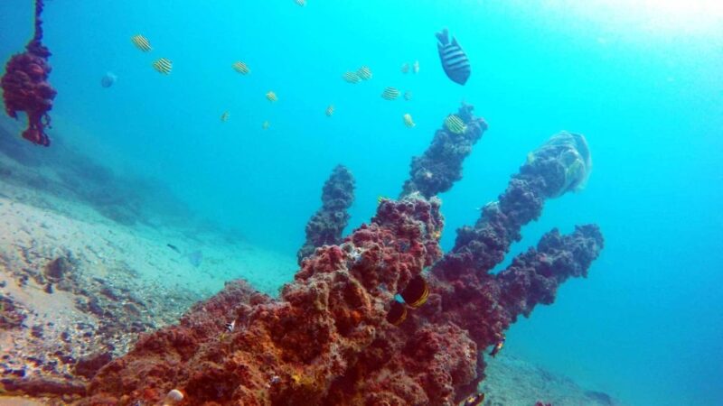 Gold Coast: Introductory SCUBA Diving Experience - Safety and Restrictions