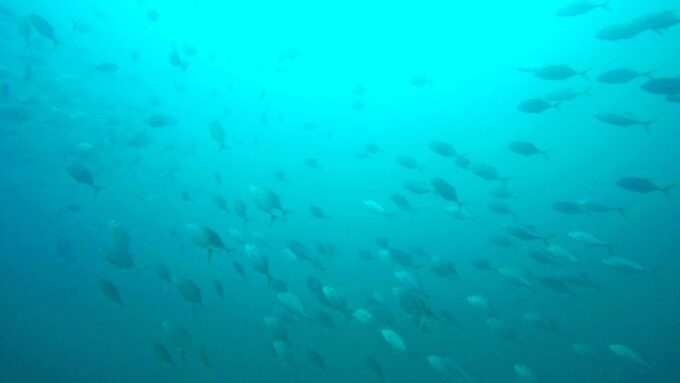 Gold Coast: Introductory SCUBA Diving Experience - Exploring the Underwater World