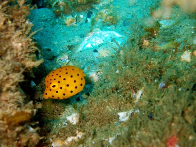Gold Coast: Introductory SCUBA Diving Experience - Recap