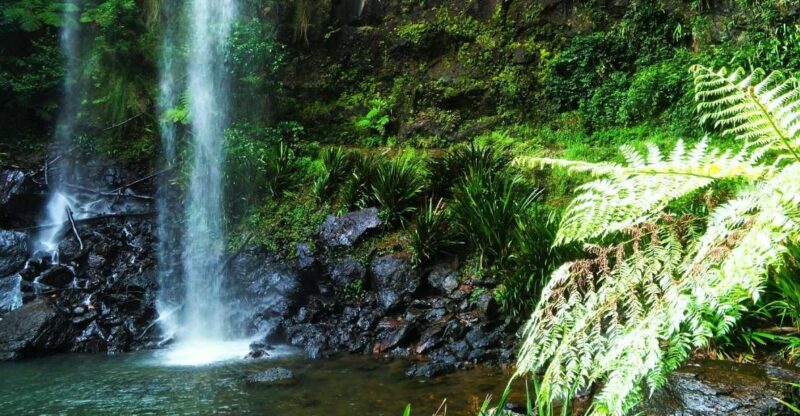 Gold Coast: Kangaroos, Rainforest & Waterfalls Experience - Key Points
