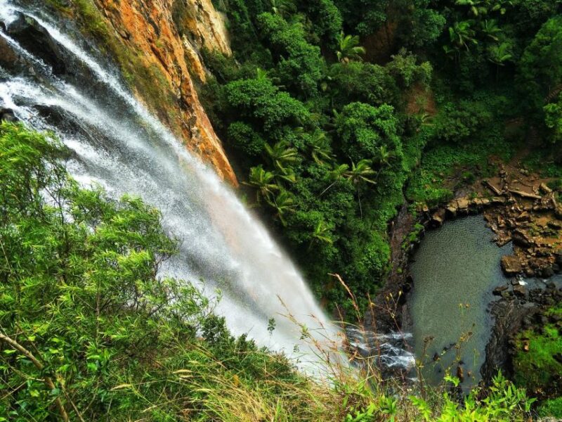 Gold Coast: Kangaroos, Rainforest & Waterfalls Experience - Scenic Drive Through Springbrook National Park