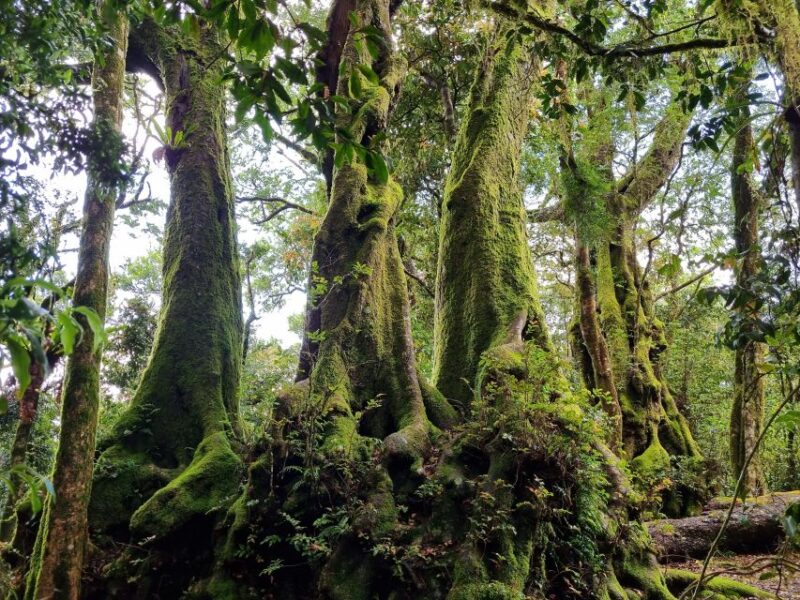 Gold Coast: Kangaroos, Rainforest & Waterfalls Experience - Guided Hike and Swimming at Waterfalls