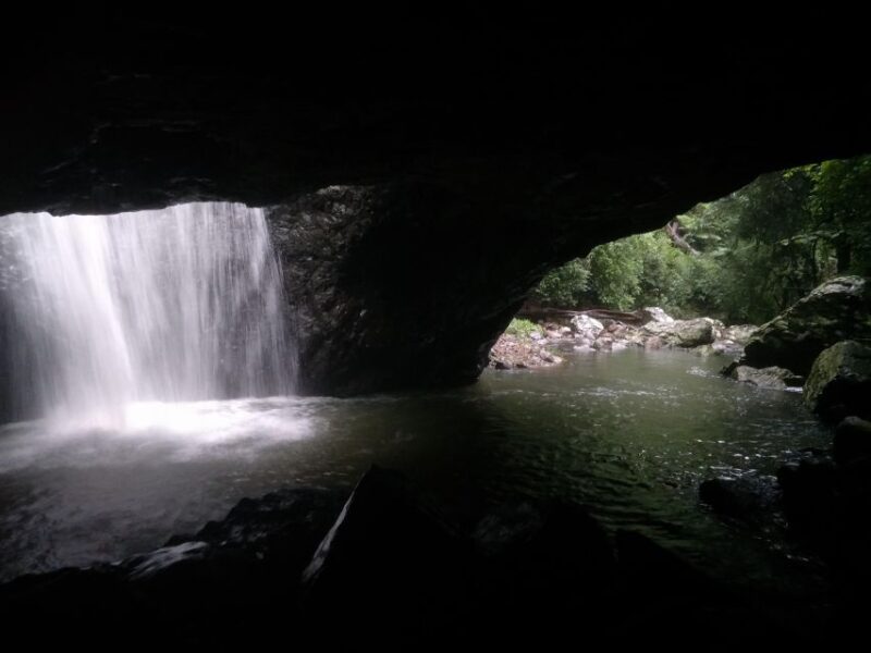 Gold Coast: Kangaroos, Rainforest & Waterfalls Experience - Sighting Wild Kangaroos and Koalas