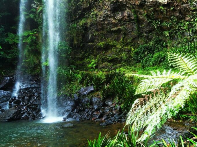 Gold Coast: Kangaroos, Rainforest & Waterfalls Experience - Convenient Hotel Pickup and Drop-off
