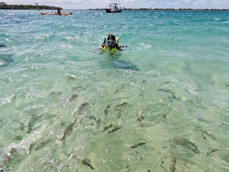 Gold Coast: Kayaking and Snorkeling Guided Tour - Key Points