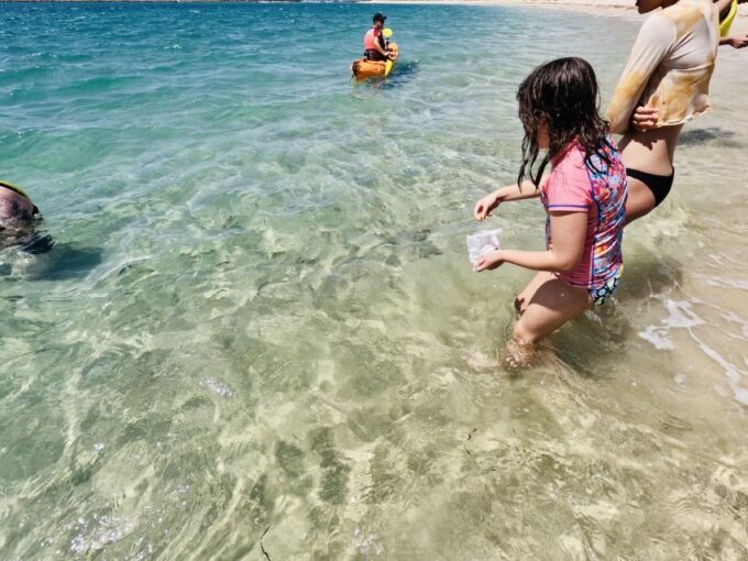 Gold Coast: Kayaking and Snorkeling Guided Tour - Tour Pricing and Availability
