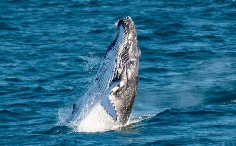 Gold Coast: Luxury Whale Watching Tour - An In-Depth Look at the Whale Watching Experience