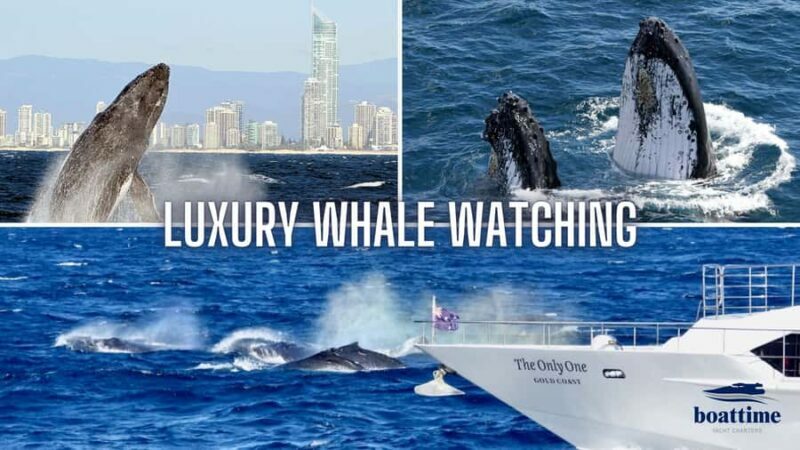 Gold Coast: Luxury Whale Watching Tour - Who Would Love This Experience?
