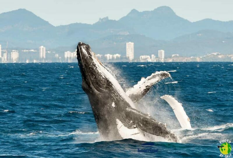 Gold Coast: Luxury Whale Watching Tour - Frequently Asked Questions
