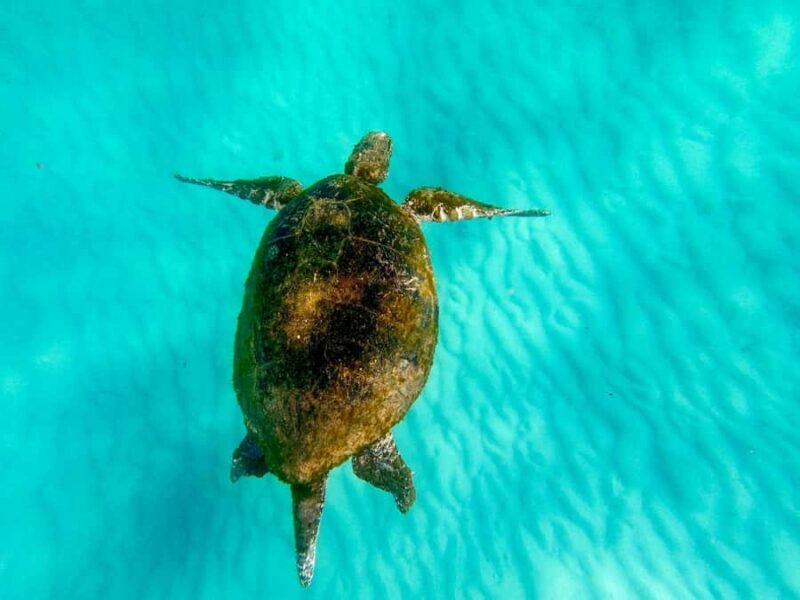 Gold Coast: Moreton Island Day Trip Kayak & Sandboarding - Key Points