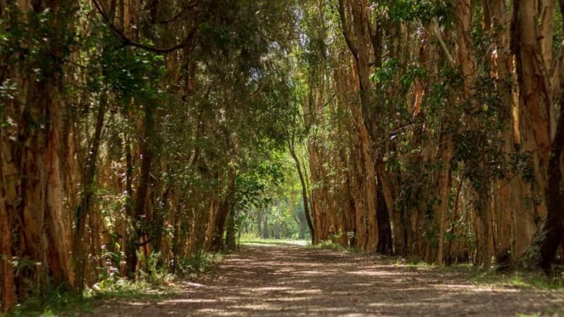 Gold Coast: Mount Tamborine Kangaroo and Koala Day Tour - Key Points