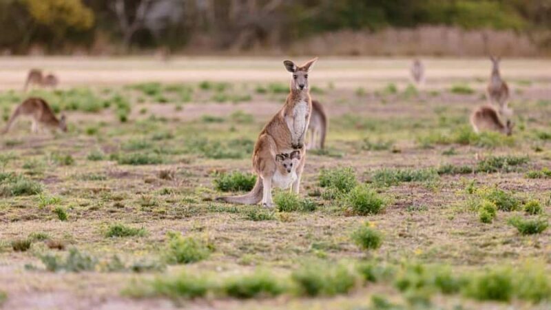 Gold Coast: Mount Tamborine Kangaroo and Koala Day Tour - Exploring Mount Tamborine: What to Expect