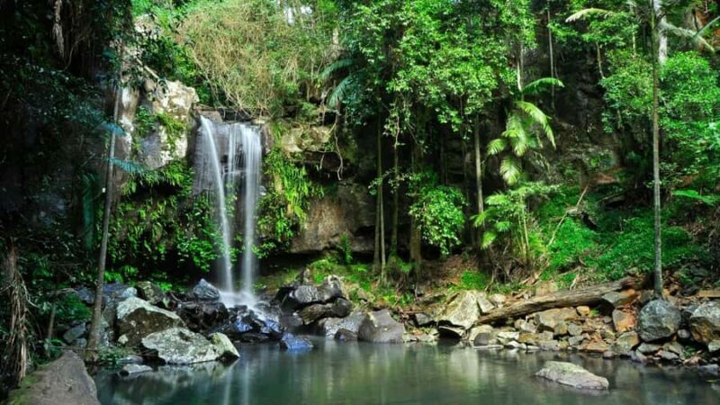 Gold Coast: Mount Tamborine Kangaroo and Koala Day Tour - Authentic Experiences and Hidden Gems