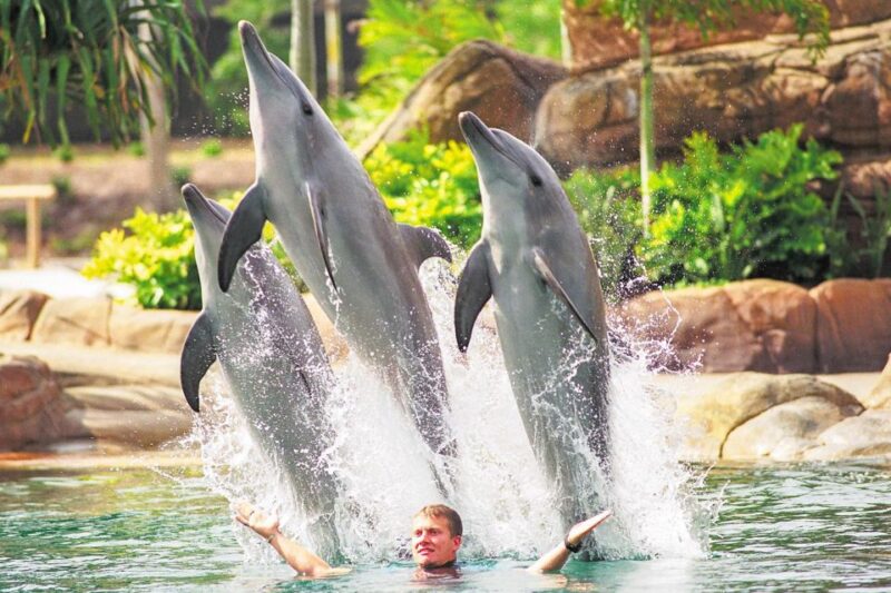 Gold Coast: Movie World, Sea World, WetnWild 14-Day Pass - Encounters With Marine Life