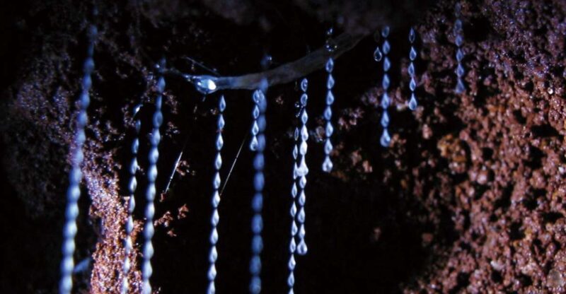 Gold Coast: Natural Bridge Glow Worm Night Tour - Experience Highlights