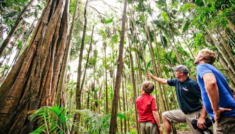 Gold Coast: Natural Bridge & Springbrook Waterfalls Tour - Tour Experience and Itinerary