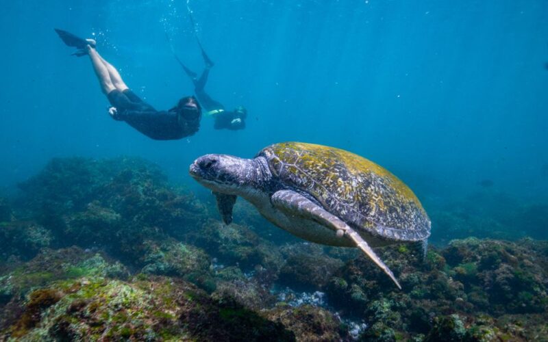 Gold Coast: Snorkeling With Turtles Half-Day Tour - Itinerary