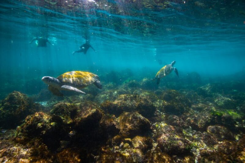 Gold Coast: Snorkeling With Turtles Half-Day Tour - Important Information