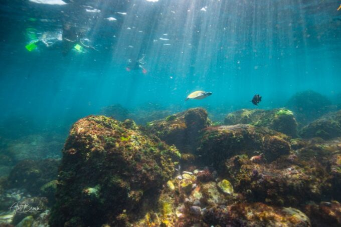 Gold Coast: Snorkeling With Turtles Half-Day Tour - Departure and Activities