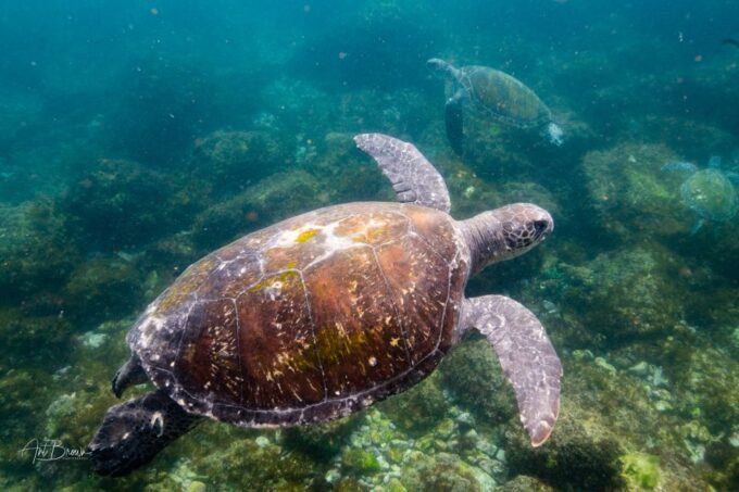 Gold Coast: Snorkeling With Turtles Half-Day Tour - Safety and Return
