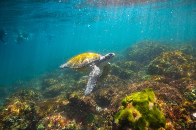 Gold Coast: Snorkeling With Turtles Half-Day Tour - Recap