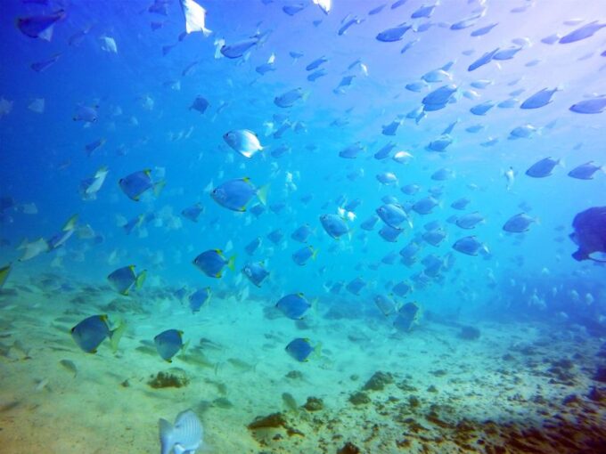 Gold Coast: Snorkelling in Wave Break Island - Post-Activity Recommendations