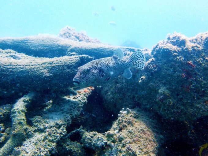 Gold Coast: Snorkelling in Wave Break Island - Customer Ratings and Feedback