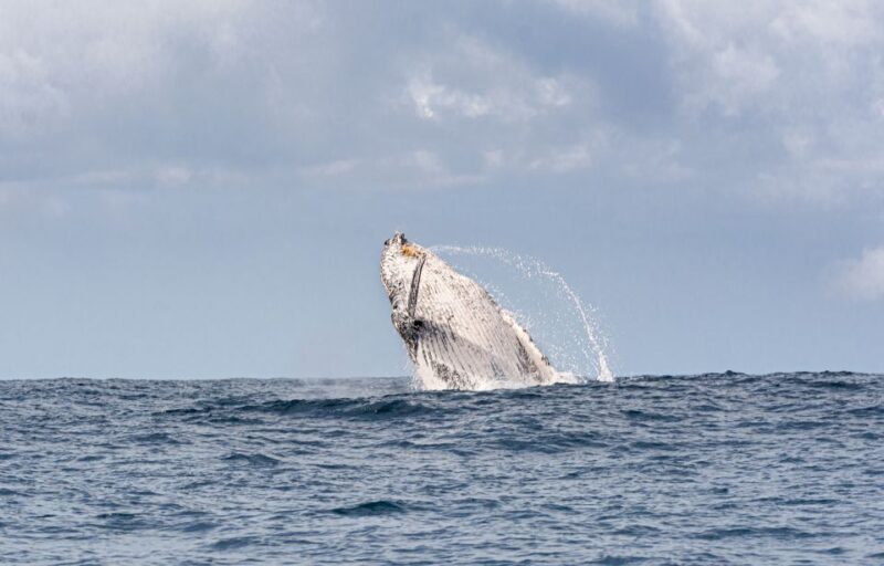 Gold Coast: Swim With Whales - 360-degree Eye-level Viewing