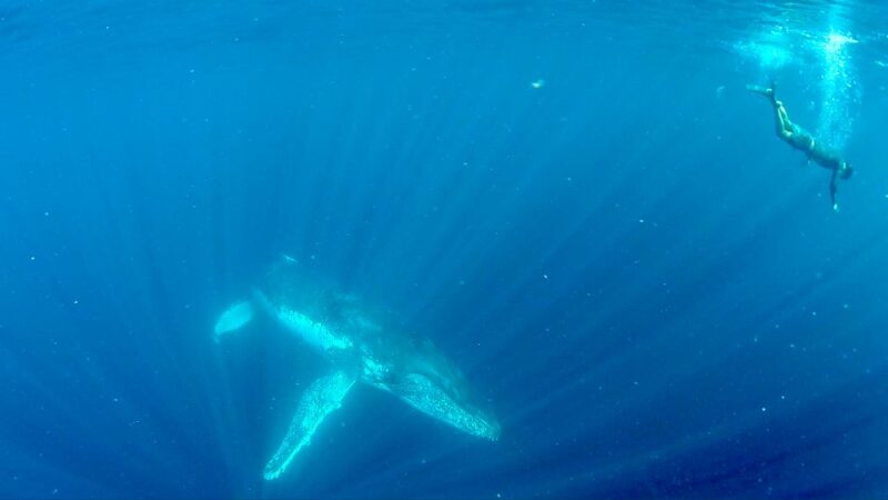 Gold Coast: Swim With Whales - Skipper and Crew Expertise