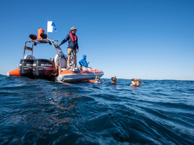 Gold Coast: Swim With Whales - Sustainable Whale Swimming Approach