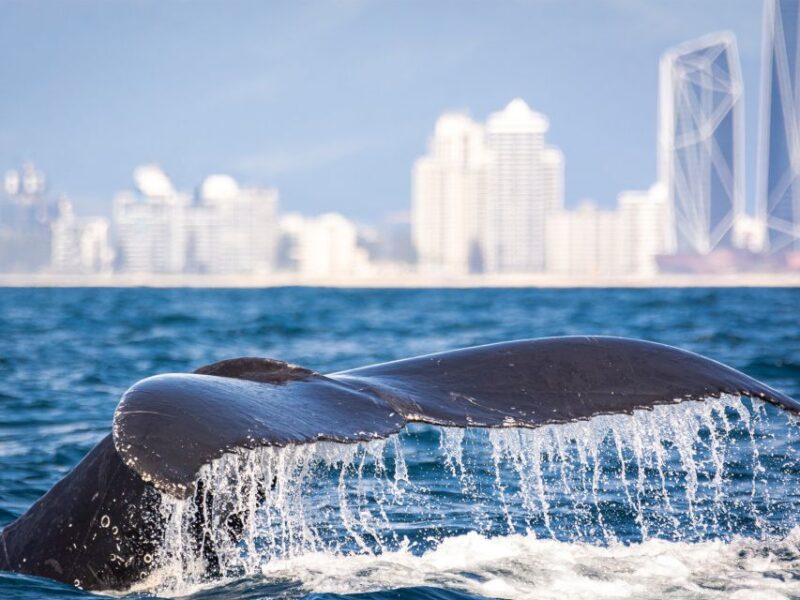 Gold Coast: Swim With Whales - Qualifications and Experience