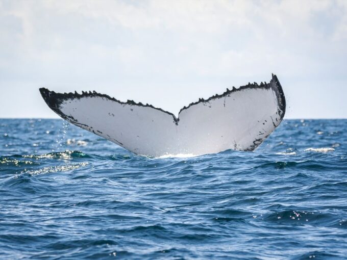 Gold Coast: Swim With Whales - Packing and Preparation