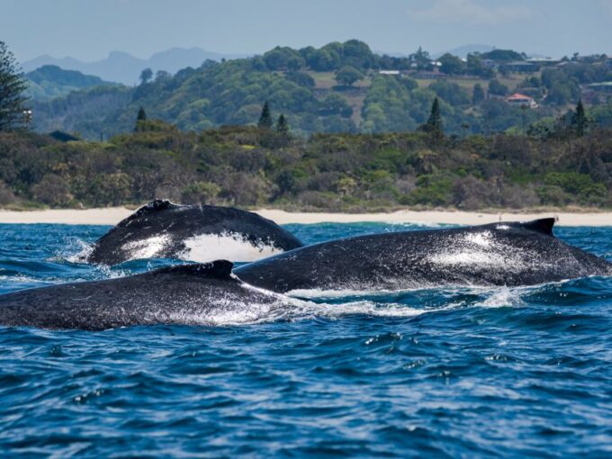 Gold Coast: Swim With Whales - Participation Suitability