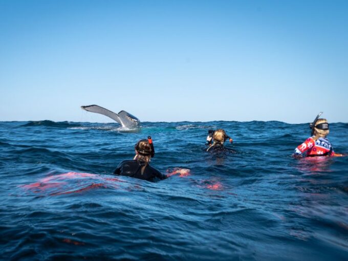 Gold Coast: Swim With Whales - Frequently Asked Questions