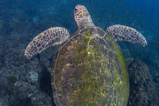 Gold Coast Try-Scuba Experience at Cook Island Aquatic Reserve - Health and Safety Considerations