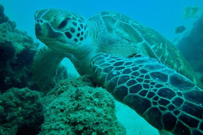 Gold Coast Try-Scuba Experience at Cook Island Aquatic Reserve - Booking Details