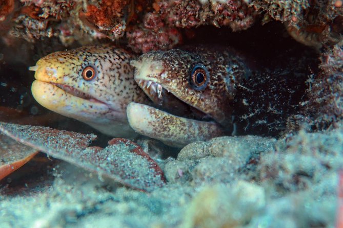 Gold Coast Try-Scuba Experience at Cook Island Aquatic Reserve - Gear Provided