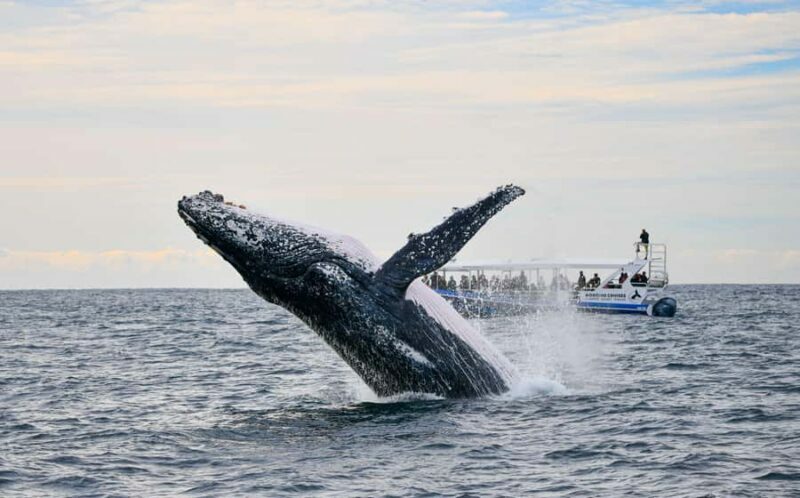 Gold Coast Whale Experience - Key Points