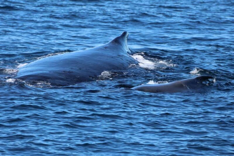 Gold Coast Whale Experience - An Authentic Encounter with Marine Giants