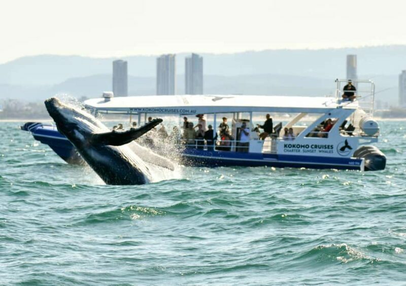 Gold Coast Whale Experience - Who Will Love This Tour?