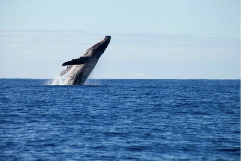 Gold Coast Whale Experience - Final Thoughts
