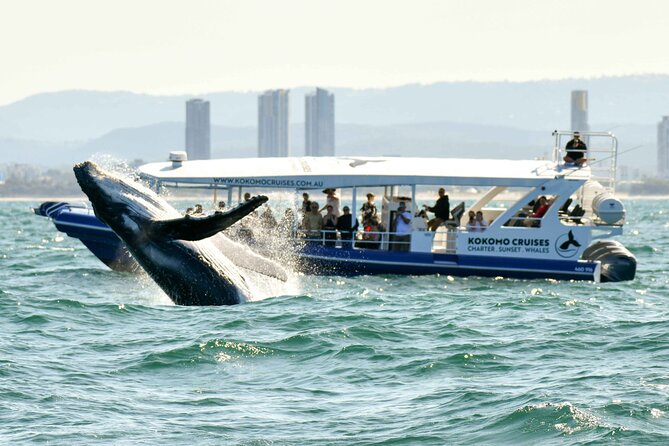 Gold Coast Whale Watching Cruise - Cruise Duration and Schedule