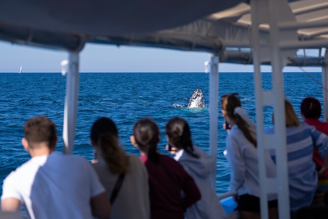 Gold Coast Whale Watching Cruise - Tour Inclusions and Exclusions