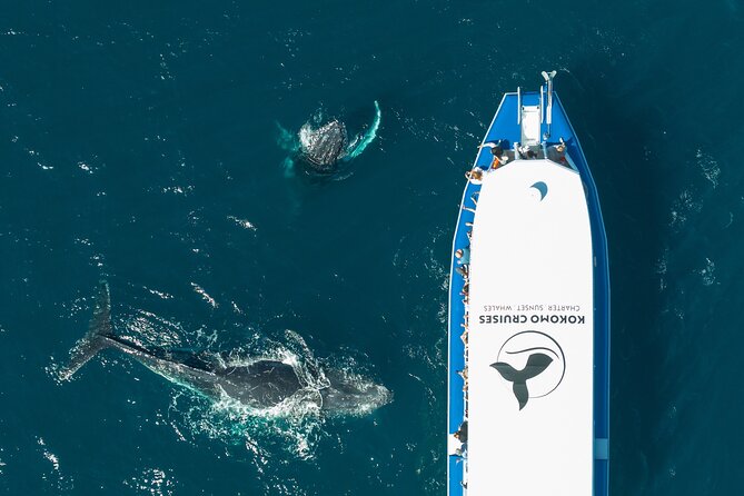 Gold Coast Whale Watching Cruise - Accessibility and Restrictions