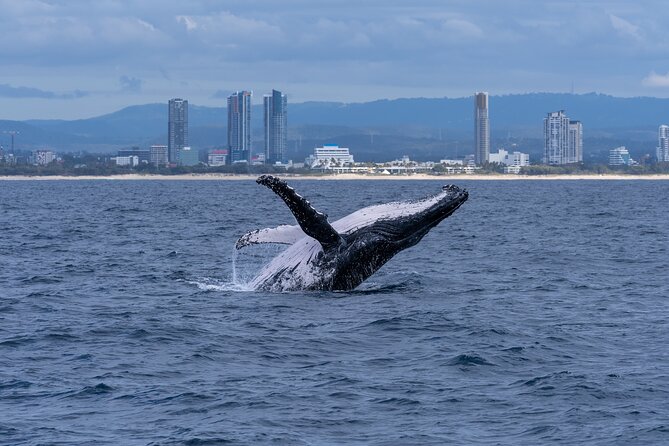 Gold Coast Whale Watching Cruise - What to Expect During the Cruise