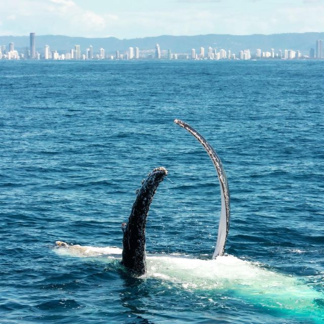 Gold Coast: Whale Watching Guided Tour on a Superyacht - Pricing and Availability