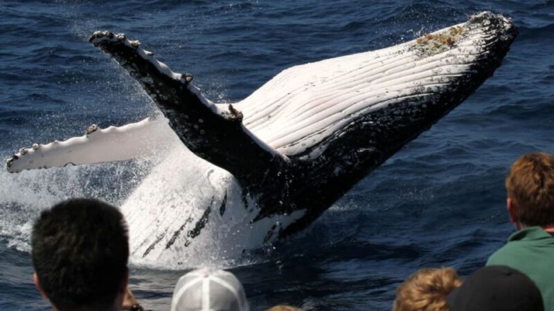 Gold Coast: Whale Watching Guided Tour on a Superyacht - Tour Departure Times