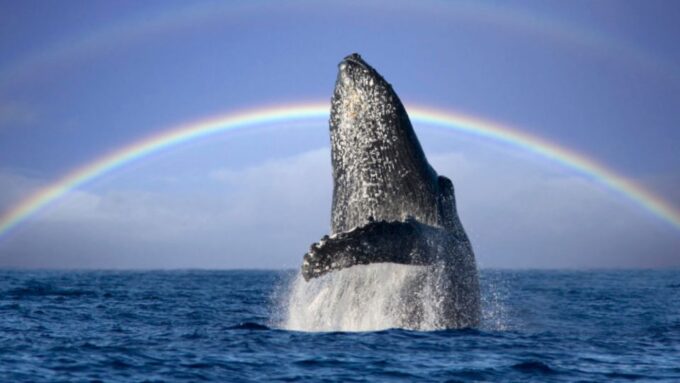 Gold Coast: Whale Watching Guided Tour on a Superyacht - Wildlife Viewing and Amenities