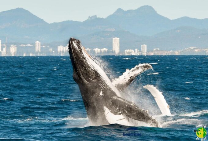 Gold Coast: Whale Watching Guided Tour on a Superyacht - What to Bring and Not Allowed