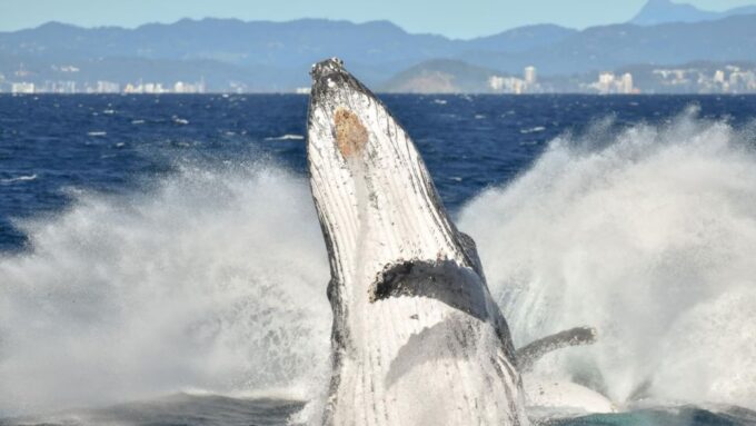 Gold Coast: Whale Watching Guided Tour on a Superyacht - Customer Feedback